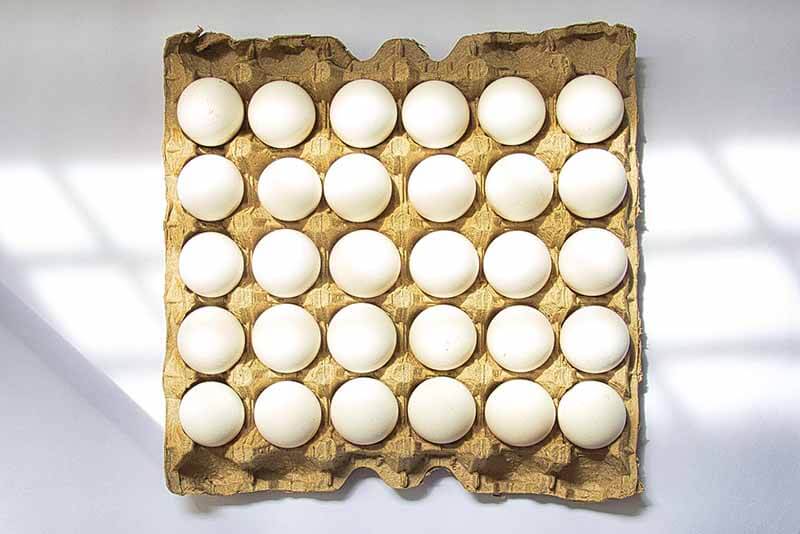 pulp egg carton